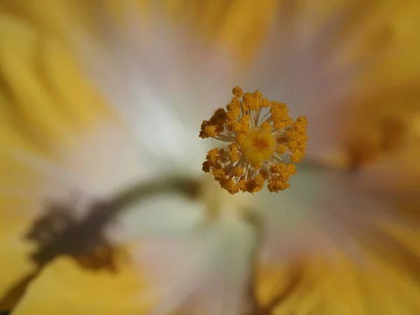 Λουλούδι Pistil Ultra Μακροεντολή Close Φυσική Υφή Φόντου — Φωτογραφία Αρχείου