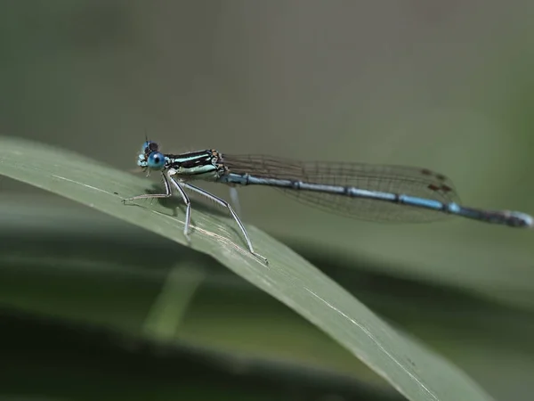 Dragonfly Μακροεντολή Close Λεπτομέρεια — Φωτογραφία Αρχείου