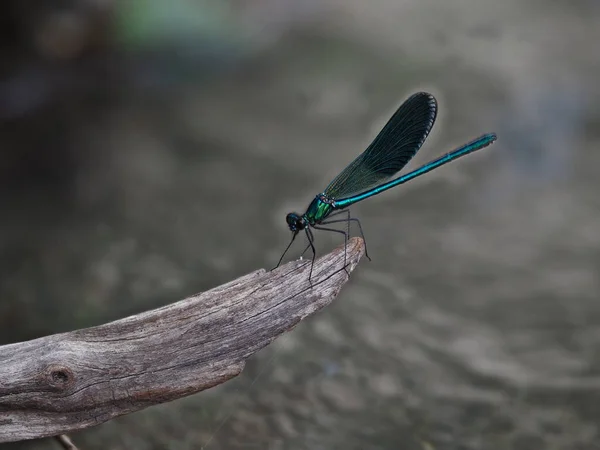 Macro Libellula Primo Piano Dettaglio — Foto Stock