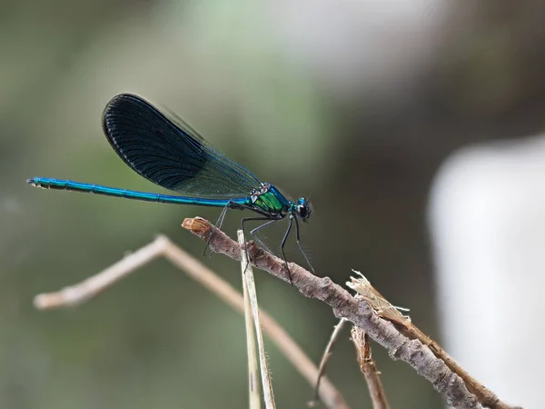 Libélula Macro Close Detalhe — Fotografia de Stock