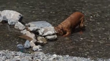 Nehirde mutlu cocker spaniel