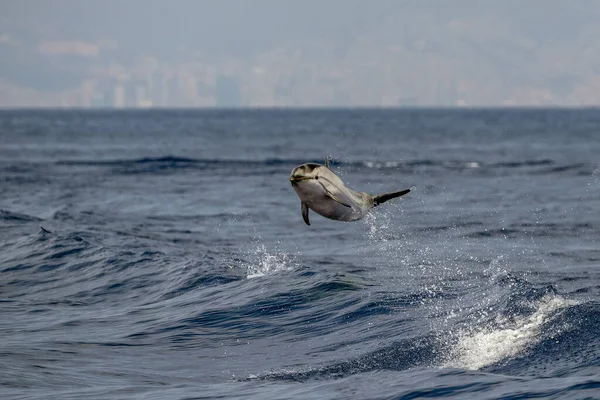 Pruhovaný Delfín Skákání Mimo Moře — Stock fotografie
