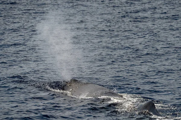 Sperma Velryba Při Západu Slunce Zblízka Při Dýchání — Stock fotografie