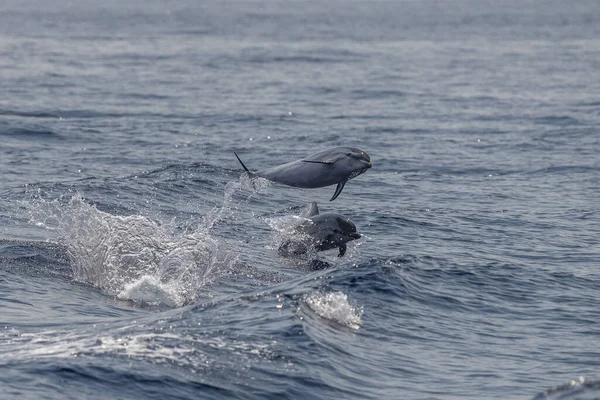 Csíkos Delfin Ugrás Kívül Tenger — Stock Fotó