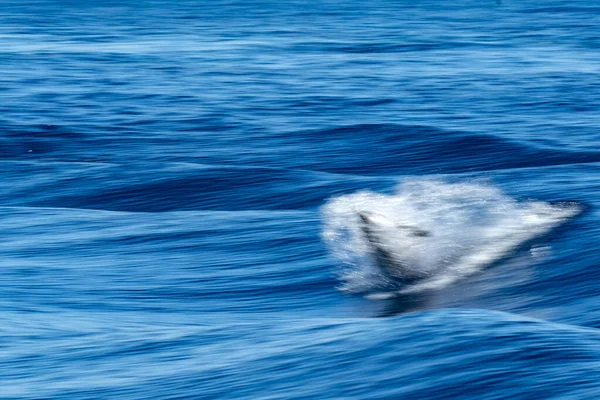 Golfinho Listrado Pulando Fora Mar — Fotografia de Stock