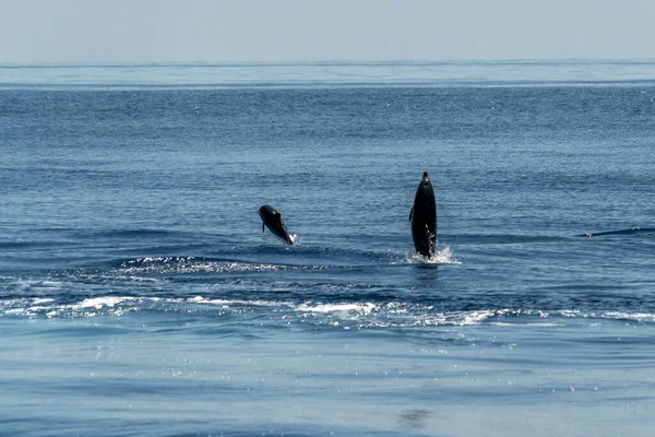 Delfín Rayado Saltando Fuera Del Mar — Foto de Stock