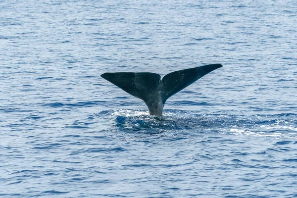 Tail Sperm Whale Sunset Close While Diving — Stock Photo, Image