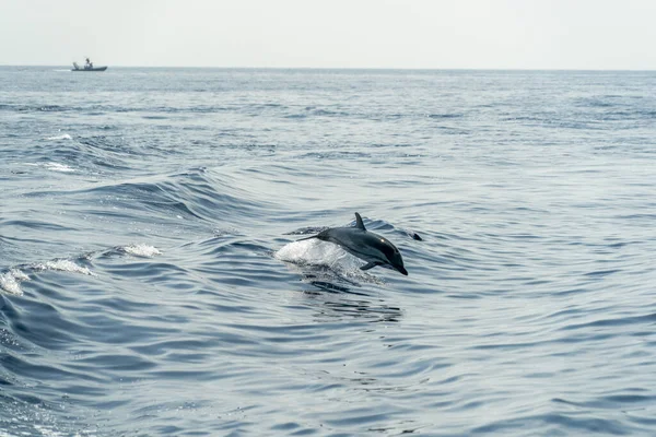 海の外に飛び込むイルカ — ストック写真