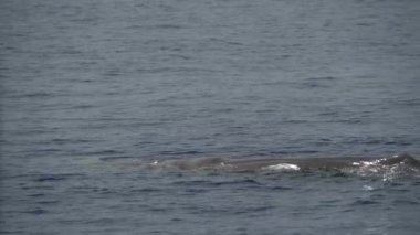 Gün batımında sperm balinası, akdeniz yüzeyinde dinlenirken nefes alıp verirken yakınlaşır.