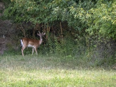 young male Fallow deer on green forest background portrait from flower field