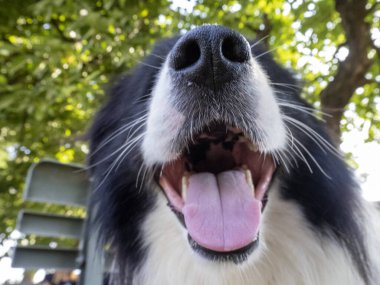 young border collie dog in the garden