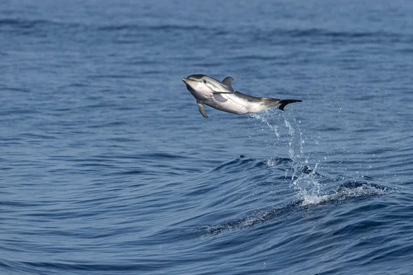 Gestreifter Delfin Springt Aus Dem Meer — Stockfoto