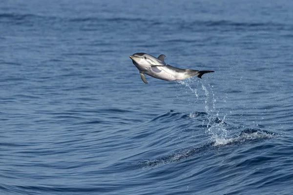 海の外に飛び込むイルカ — ストック写真