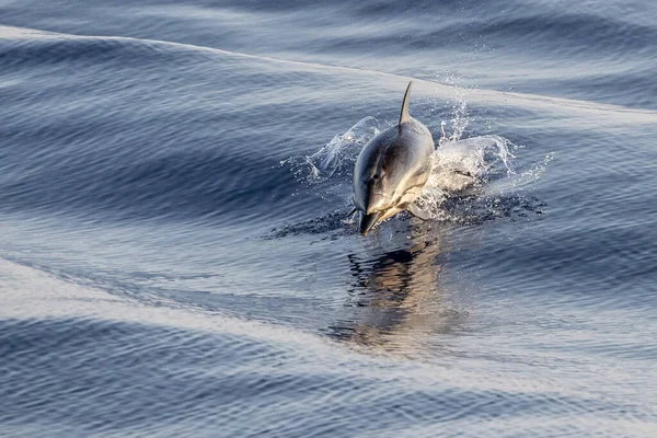 Randig Delfin Hoppar Utanför Havet — Stockfoto