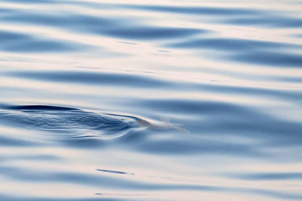 Baby Newborn Caretta Turtle Sea Surface Breathing Mediterranean — Stock Photo, Image