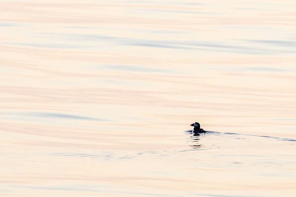 Puffin Při Západu Slunce Středozemním Ligurském Moři Ultra Vzácné Vidět — Stock fotografie