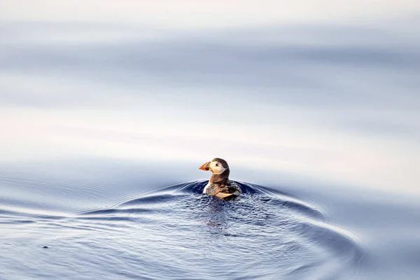 Puffin Sunset Mediterranean Ligurian Sea Ultra Rare See — Stock Photo, Image