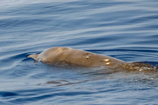 Nome Del Delfino Balena Cuvier Ultra Rara Vedere — Foto Stock