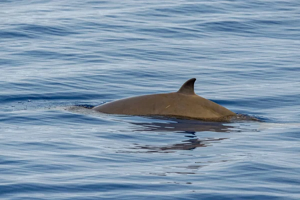 Delfin Neve Cuvier Bálna Ultra Ritka Hogy Anya Újszülött Borjú — Stock Fotó