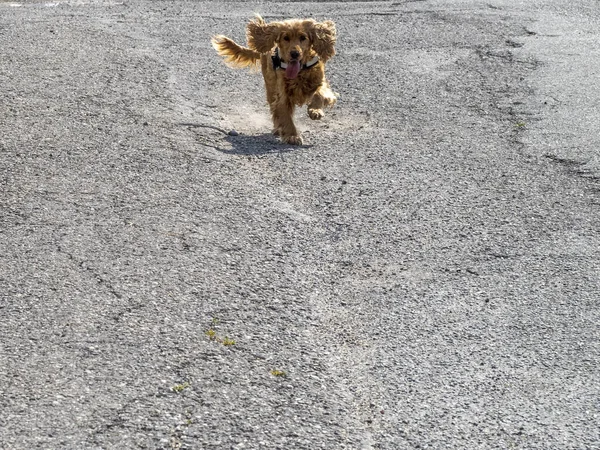 English Cocker Spaniel Running You — Stok fotoğraf