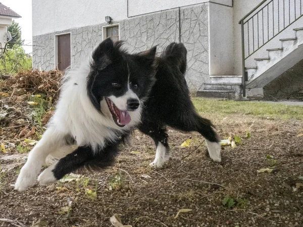 Fiatal Határ Collie Kutya Kertben — Stock Fotó