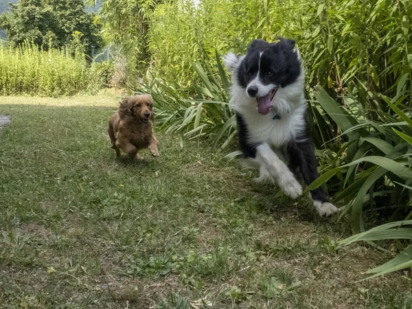 Joven Frontera Collie Perro Jugando Con Inglés Cocker Spaniel Jardín —  Fotos de Stock