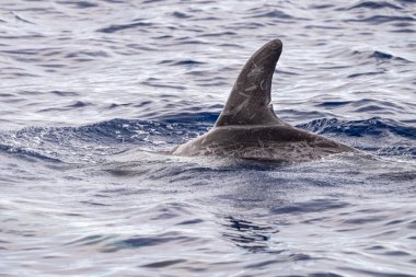 Akdeniz 'de Risso Dolphin Grampus