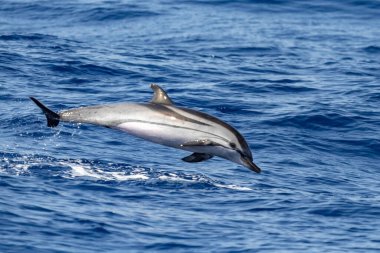 Çizgili yunus denizin dışına atlıyor.