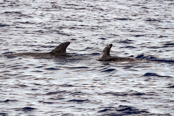 Risso Dolphin Grampus Mar Mediterráneo Liguria — Foto de Stock