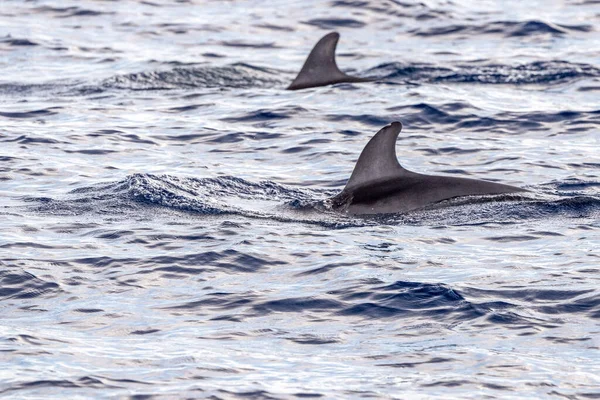 地中海利古里亚海的里索海豚群 — 图库照片