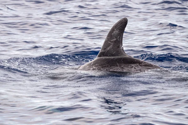 Risso Dolphin Grampus Mar Mediterráneo Liguria — Foto de Stock