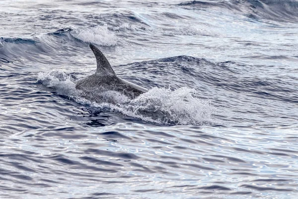 Risso Dolphin Grampus Földközi Tenger Ligúr — Stock Fotó