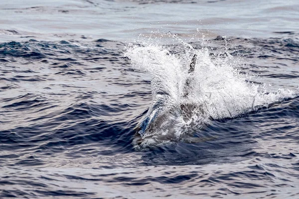 Risso Dolphin Grampus Στη Μεσόγειο Θάλασσα Της Λιγουρίας — Φωτογραφία Αρχείου