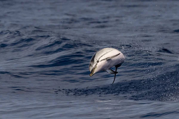 Delfino Striato Che Salta Fuori Dal Mare — Foto Stock