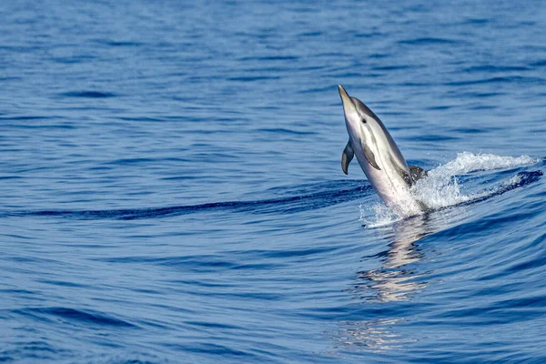 Dauphin Rayé Sautant Hors Mer — Photo