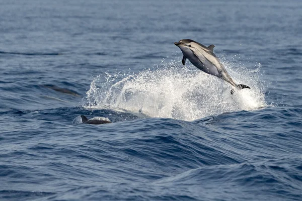 Çizgili yunus denizin dışına atlıyor.