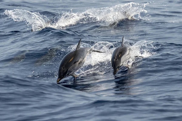 Gestreepte Dolfijnen Springen Buiten Zee — Stockfoto
