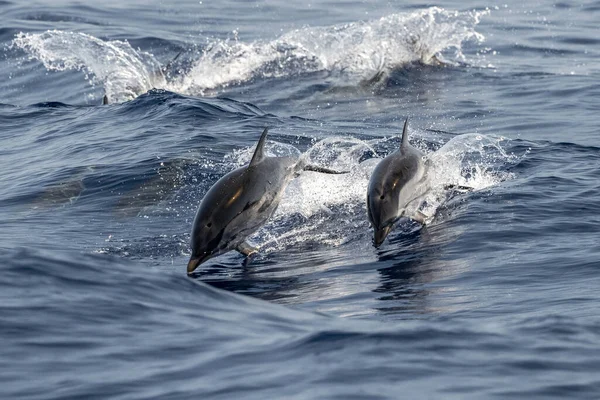 Delfino Striato Che Salta Fuori Dal Mare — Foto Stock