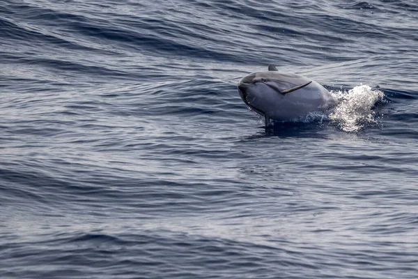 Randig Delfin Hoppar Utanför Havet — Stockfoto