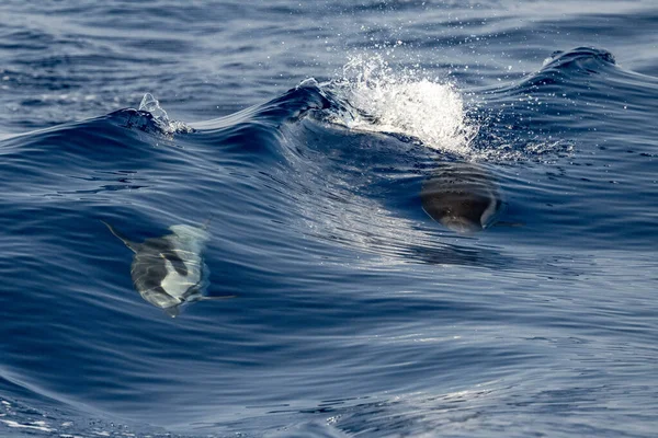 海の外に飛び込むイルカ — ストック写真