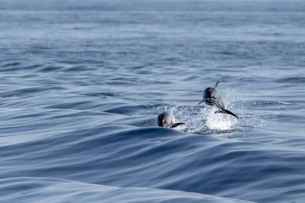 Randig Delfin Hoppar Utanför Havet — Stockfoto