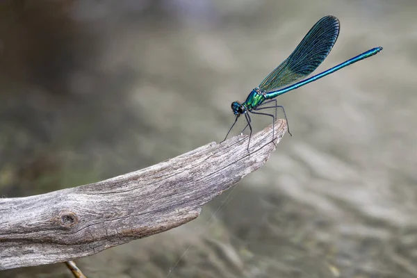 Libélula Verde Azul Macro Close Detalhe — Fotografia de Stock