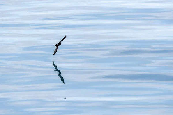 Tempestade Pássaro Petrel Voando Mar Mediterrâneo Liguriano — Fotografia de Stock