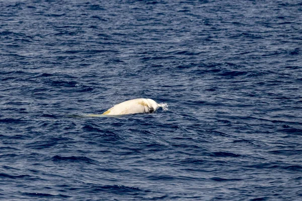 白いイルカの名前キュヴィエのクジラ超珍しい参照してくださいに — ストック写真