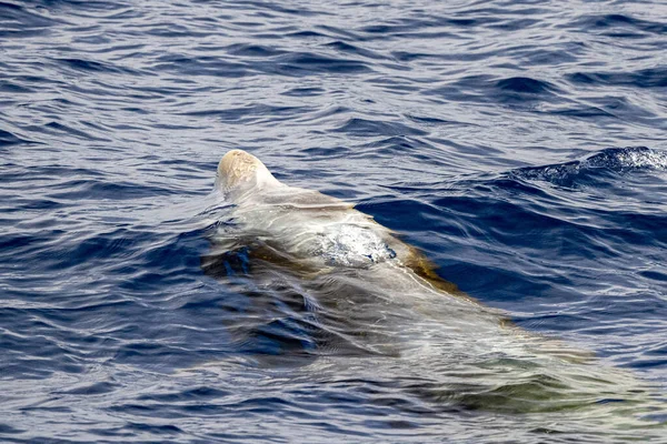 Nome Golfinho Baleia Cuvier Ultra Rara Ver — Fotografia de Stock