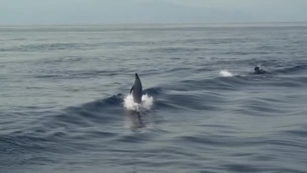 Delfín Rayado Saltando Fuera Del Mar — Vídeos de Stock