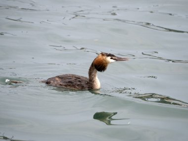 İtalya 'da Garda Gölü' nde yüzerken Grebe kuşu
