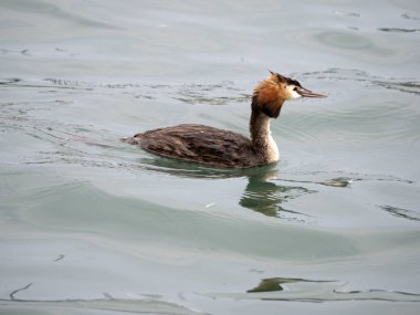 İtalya 'da Garda Gölü' nde yüzerken Grebe kuşu