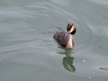 İtalya 'da Garda Gölü' nde yüzerken Grebe kuşu