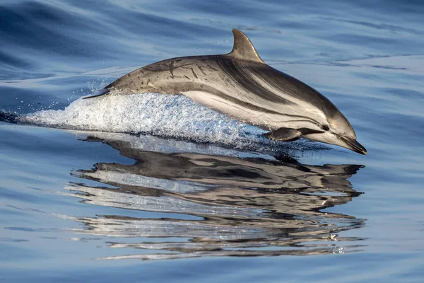 Feliz Delfín Rayado Saltando Atardecer — Foto de Stock